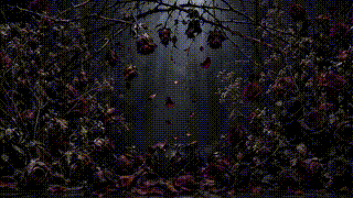 Dead Roses Falling